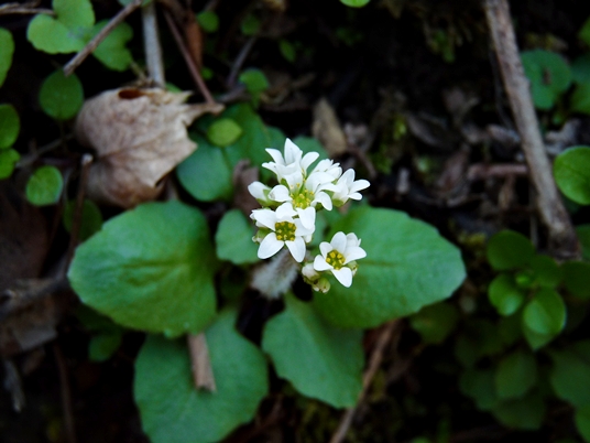 {Micranthes virginiensis}